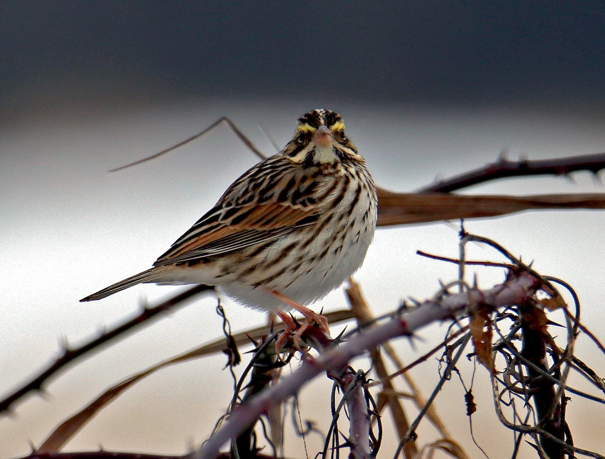 Savannah Sparrow - ML617112143