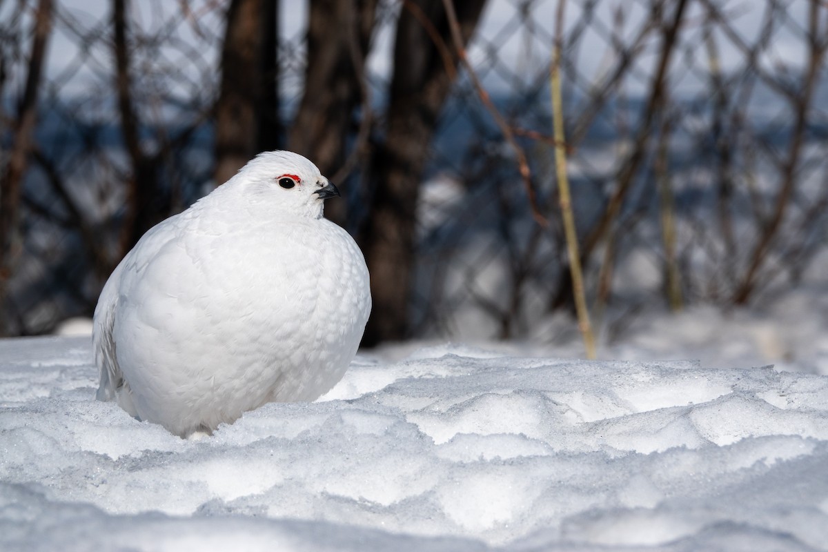 Willow Ptarmigan - Faye Manning