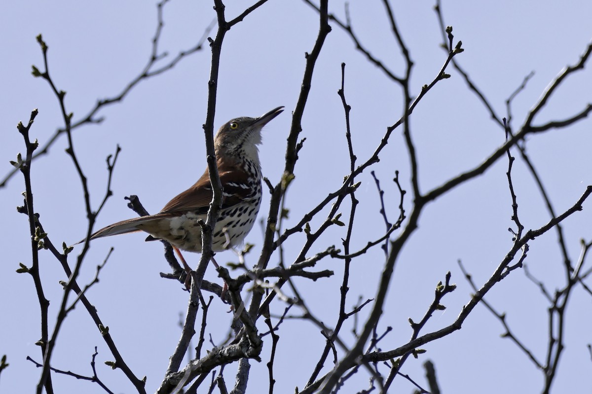 Brown Thrasher - ML617112150