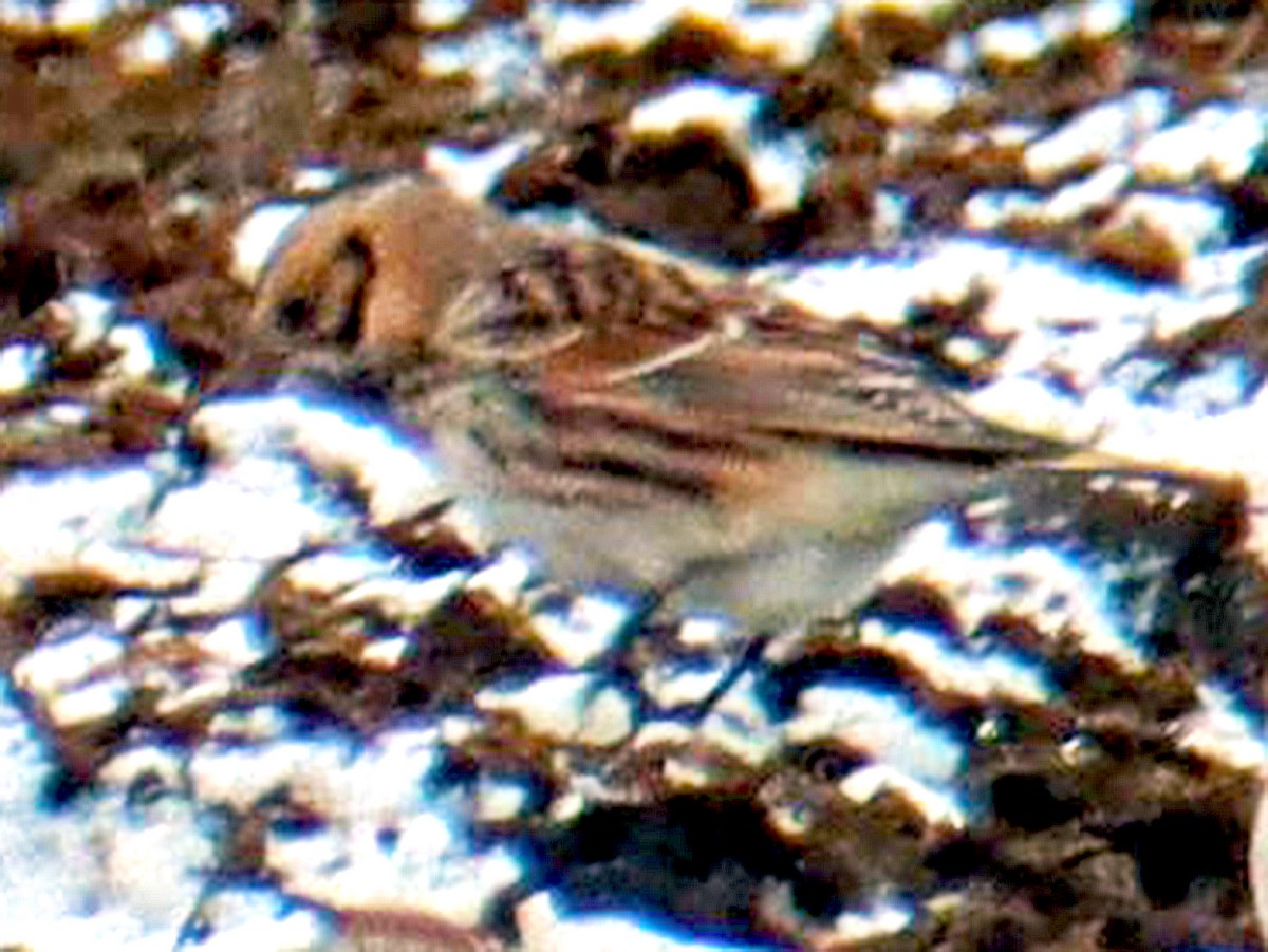 Lapland Longspur - ML617112162