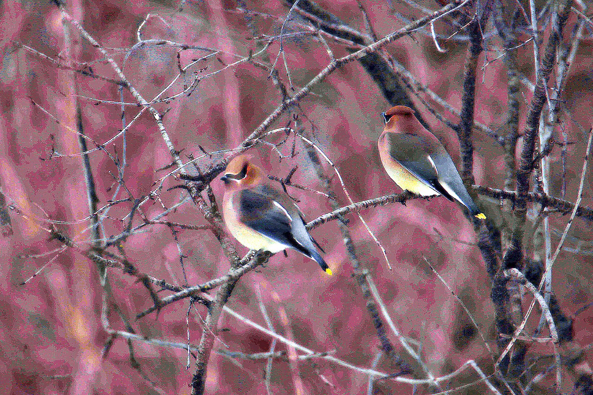 Cedar Waxwing - Ronald Harrower