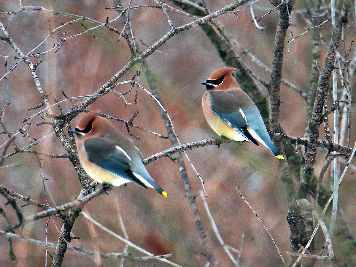 Cedar Waxwing - ML617112176