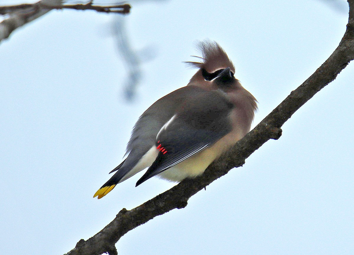 Cedar Waxwing - ML617112177