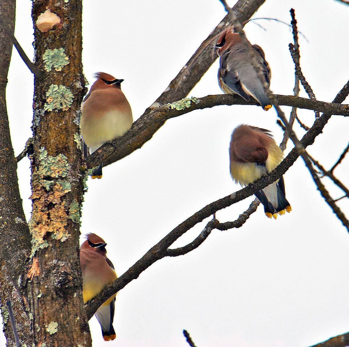 Cedar Waxwing - Ronald Harrower