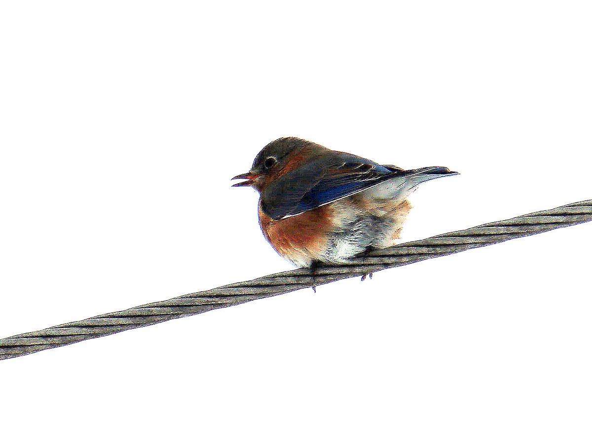 Eastern Bluebird - ML617112233