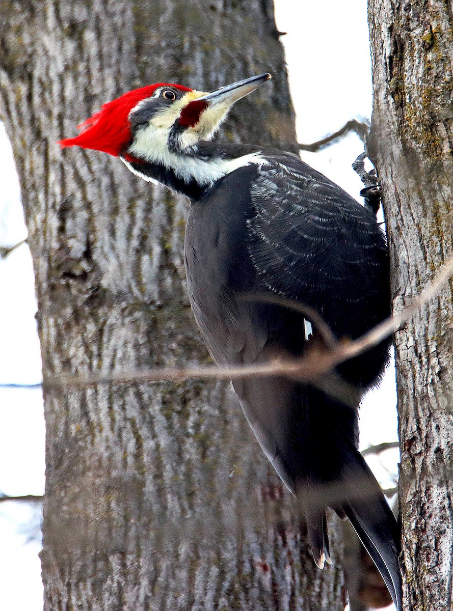 Pileated Woodpecker - ML617112308