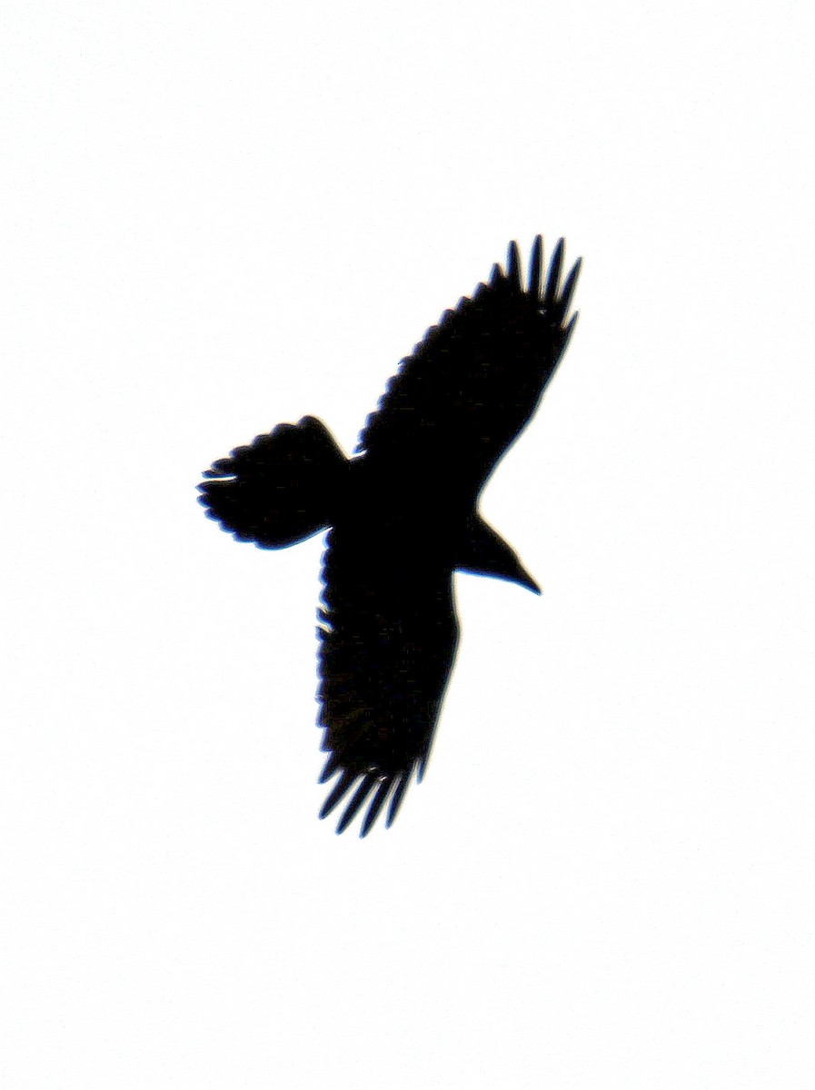 Common Raven - ML617112363