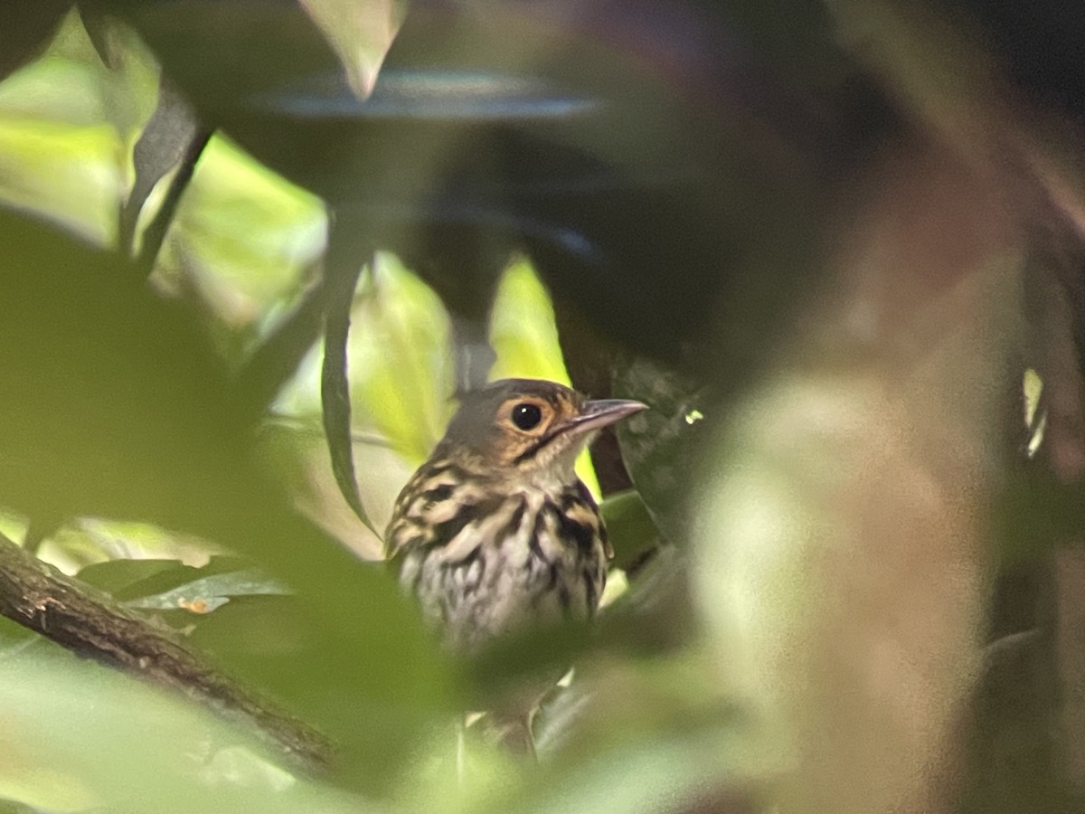 Streak-chested Antpitta - Dottie Marron