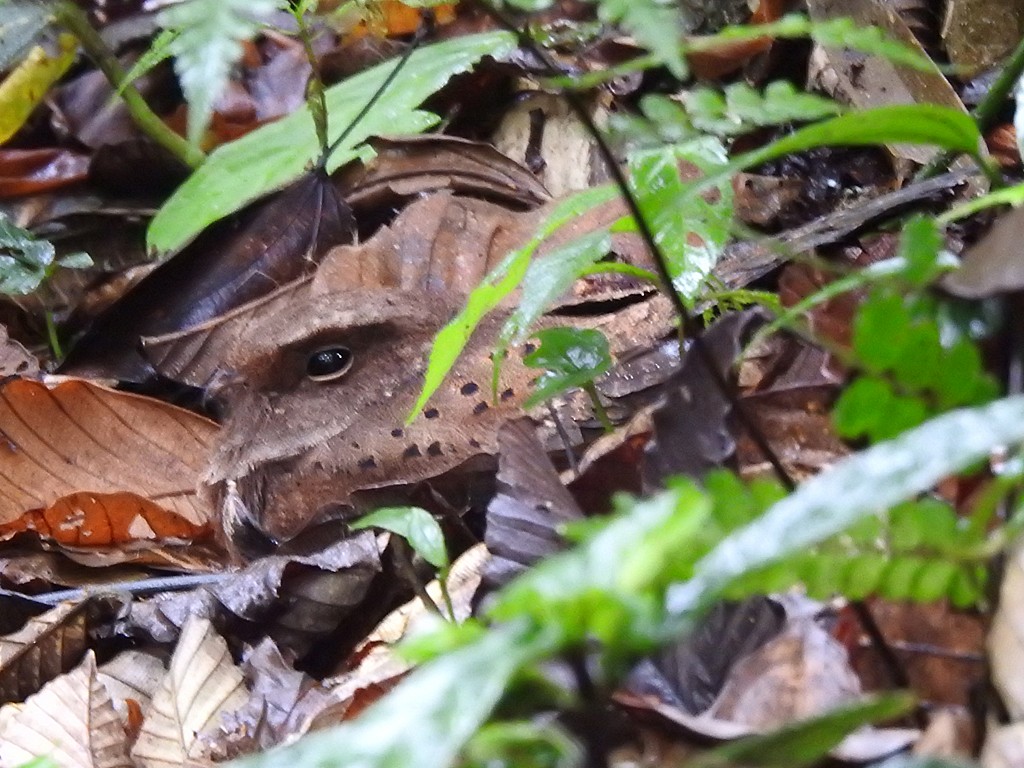 Ocellated Poorwill - ML617112486