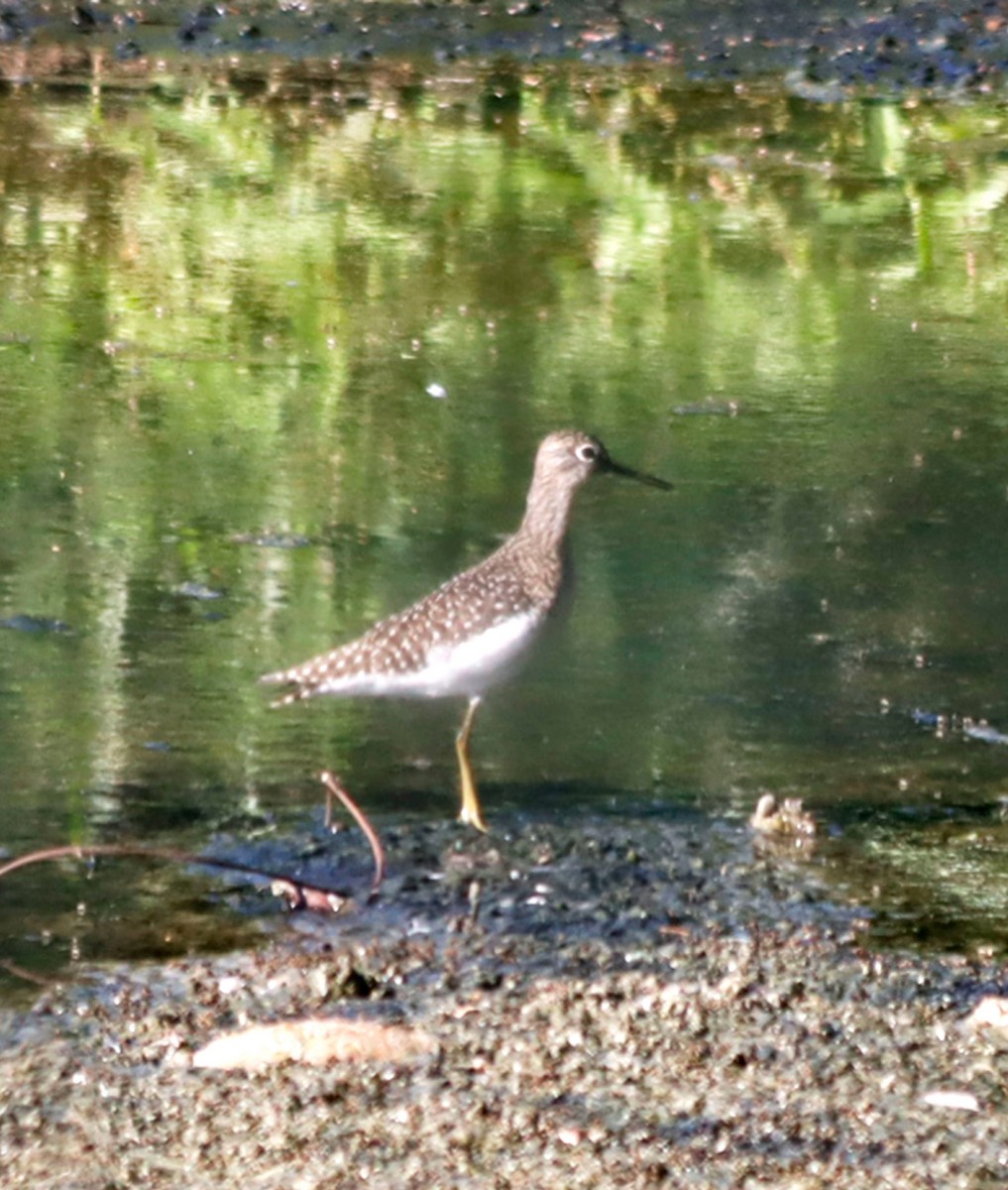 Solitary Sandpiper - ML617112487