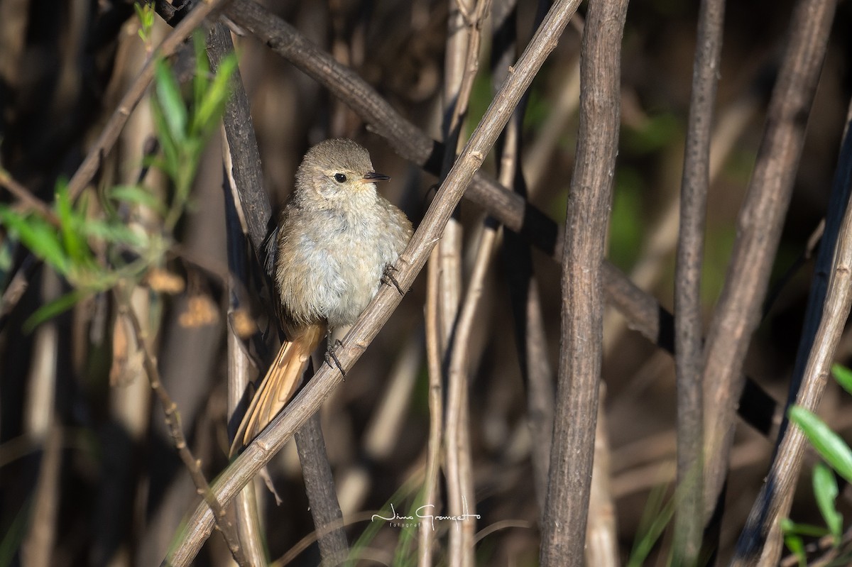 Sharp-billed Canastero - ML617112528