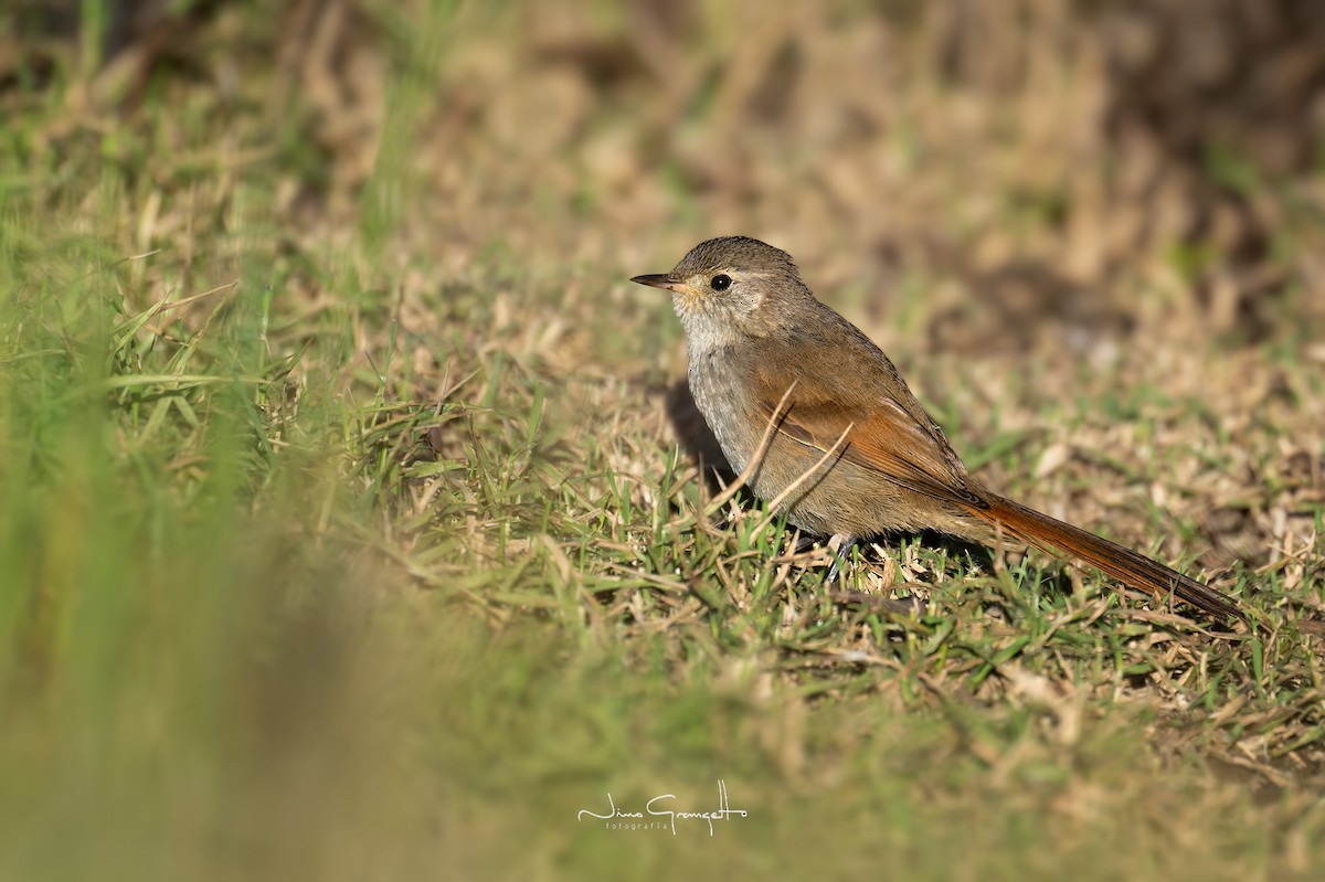 Sharp-billed Canastero - ML617112529