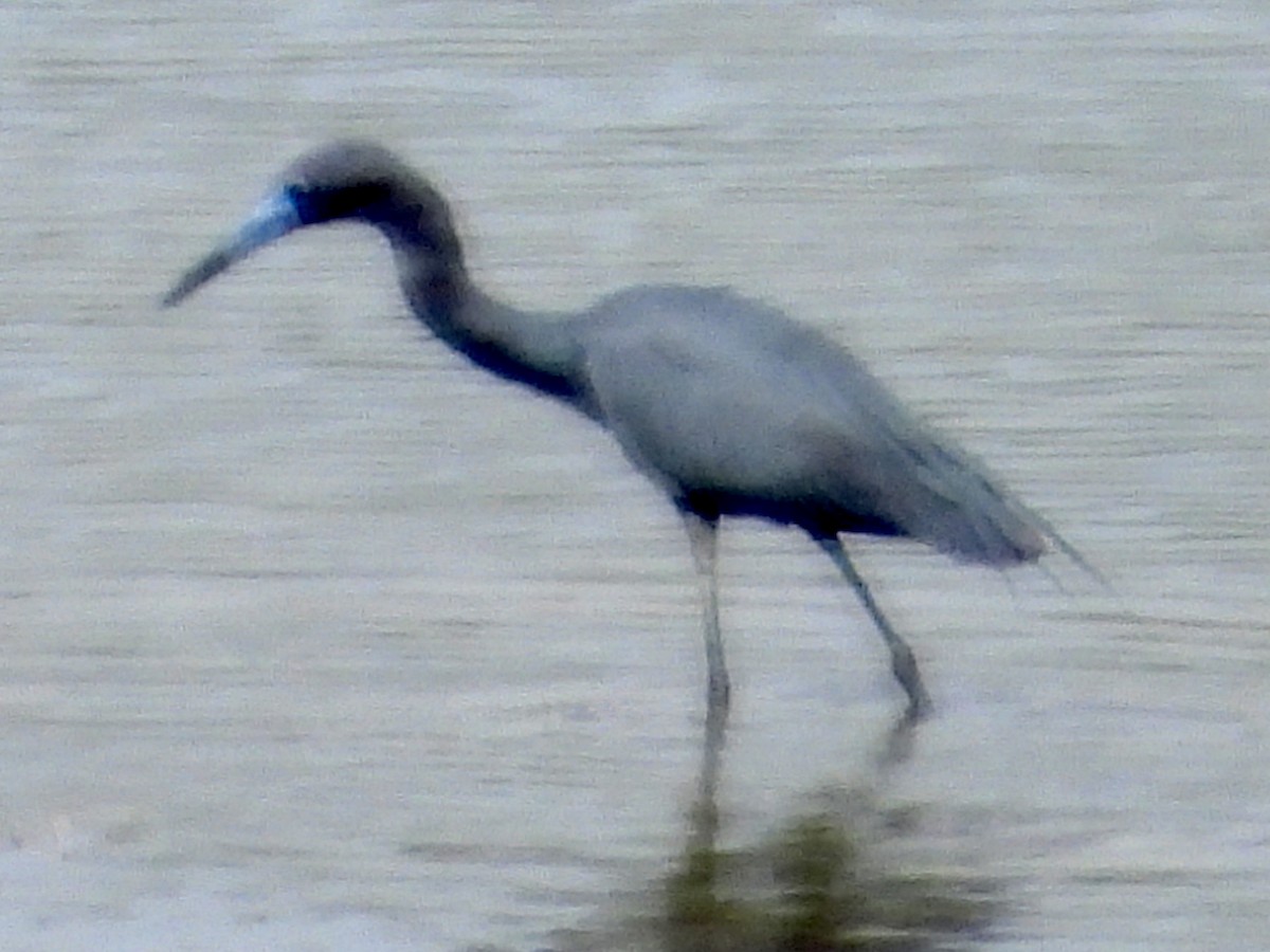 Little Blue Heron - ML617112565