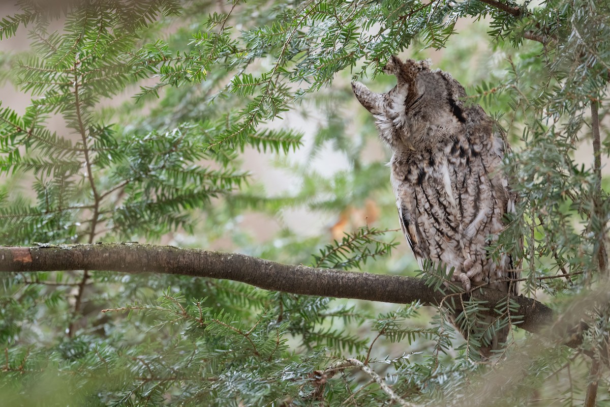 Eastern Screech-Owl - ML617112678