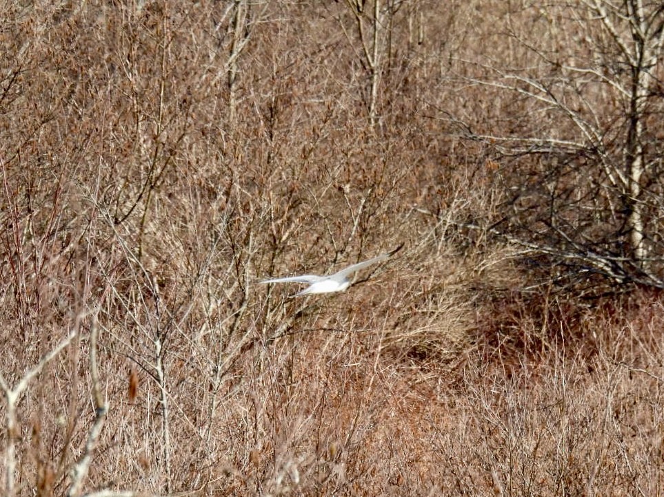 Northern Harrier - ML617112681