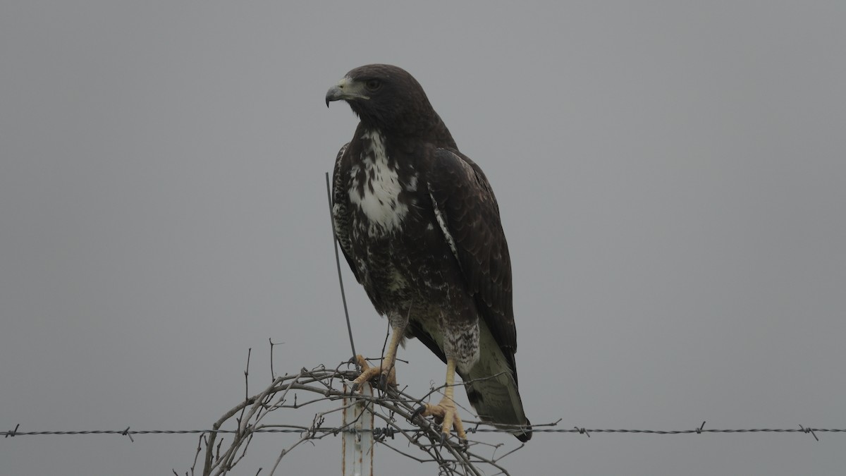 White-tailed Hawk - Grace Yaros