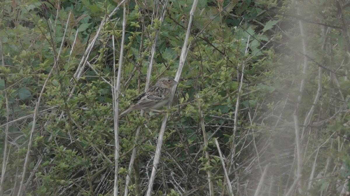 Grasshopper Sparrow - Grace Yaros