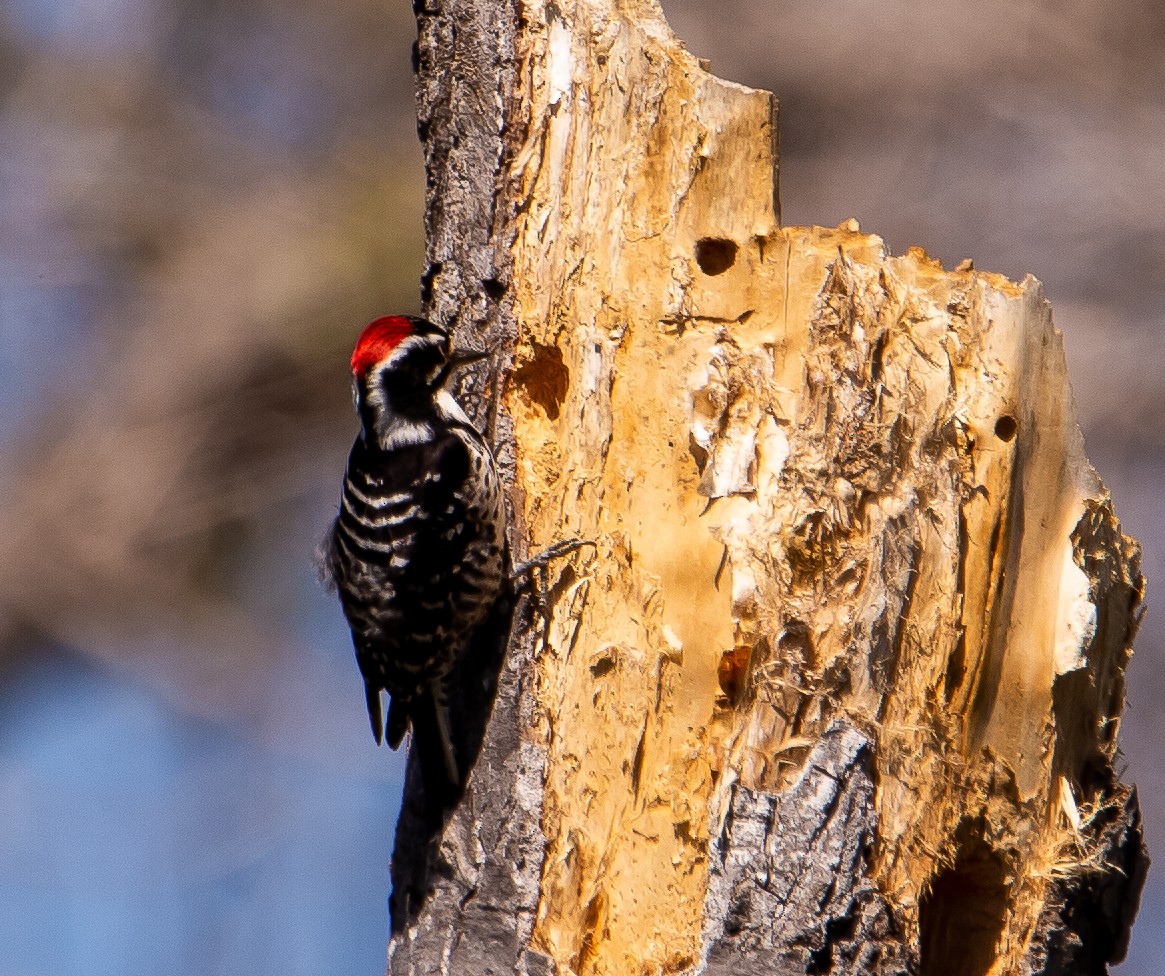 Nuttall's Woodpecker - ML617112769