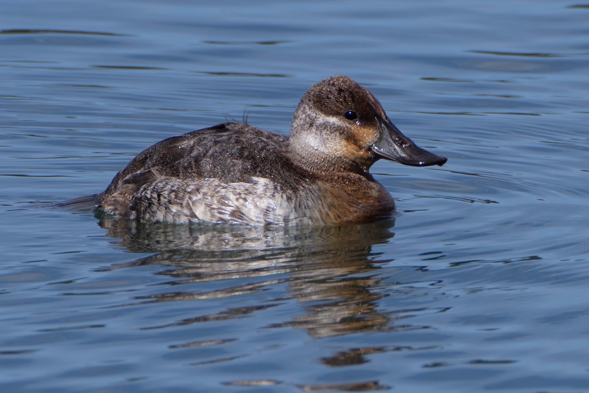 Ruddy Duck - Susan Elliott