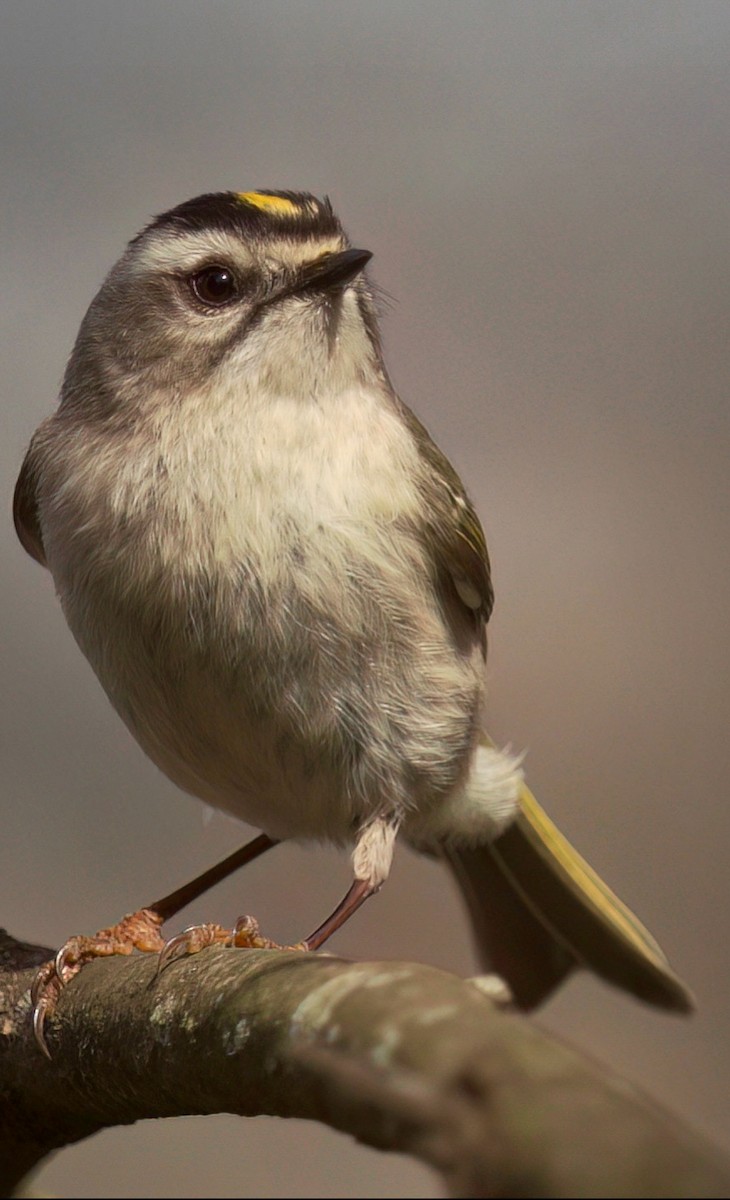 Golden-crowned Kinglet - ML617112844