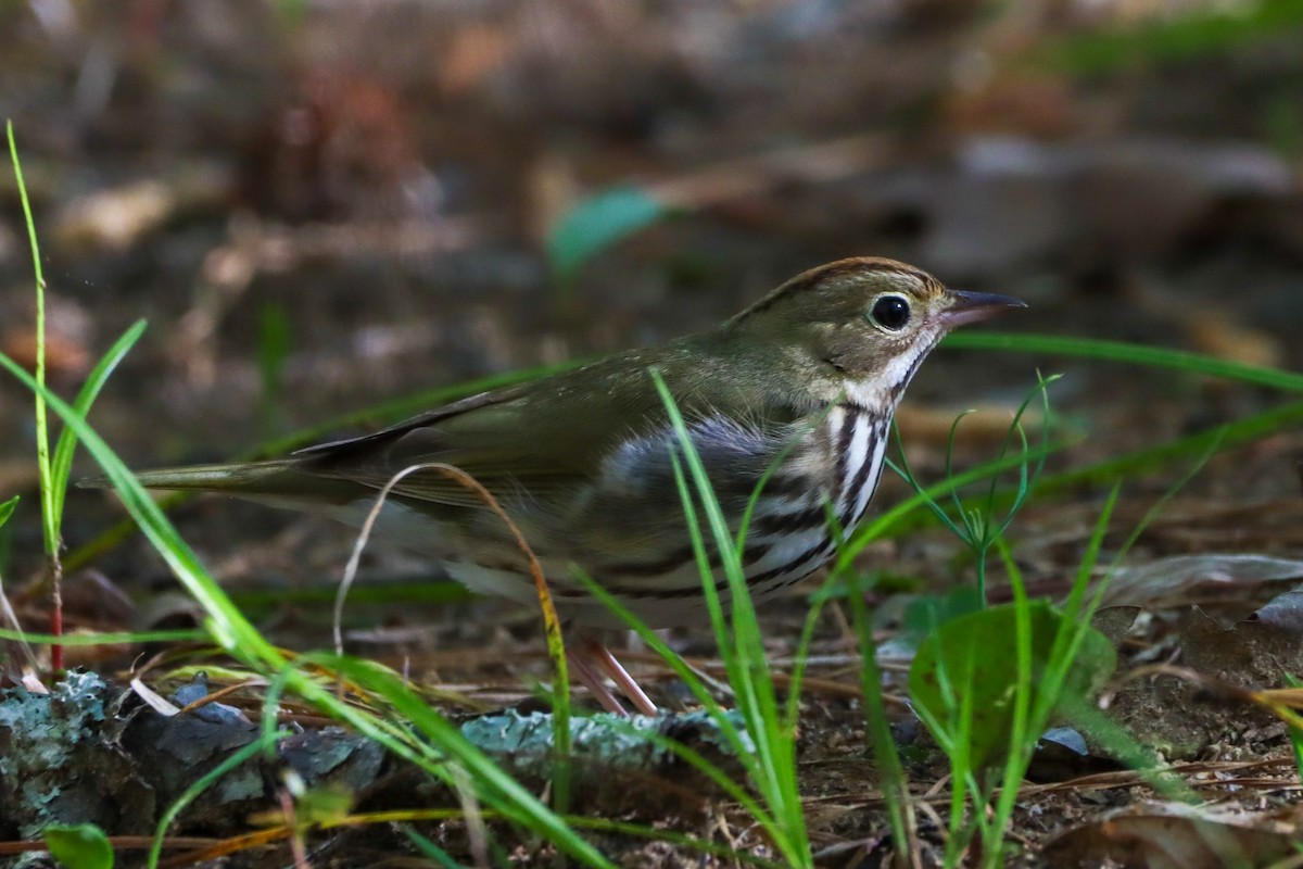 Ovenbird - Madeline Wainscott