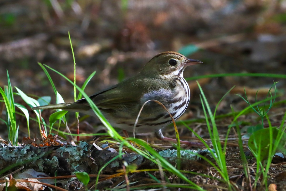 Ovenbird - Madeline Wainscott