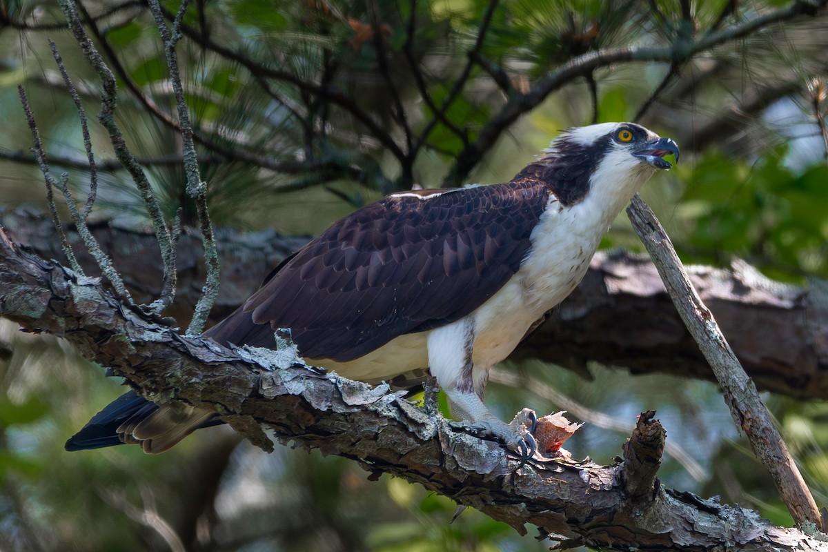 Osprey - Doug Norwood