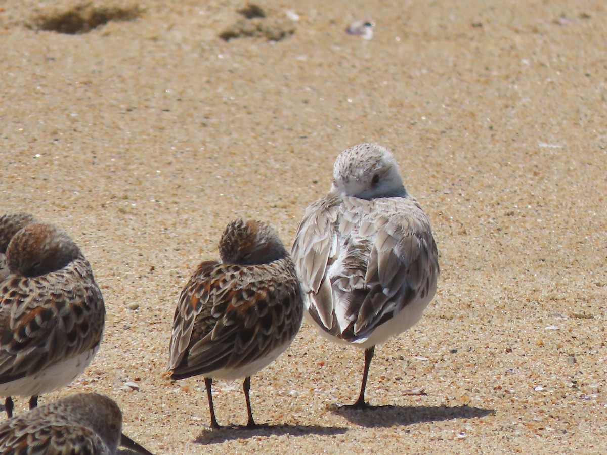 Sanderling - ML617112957