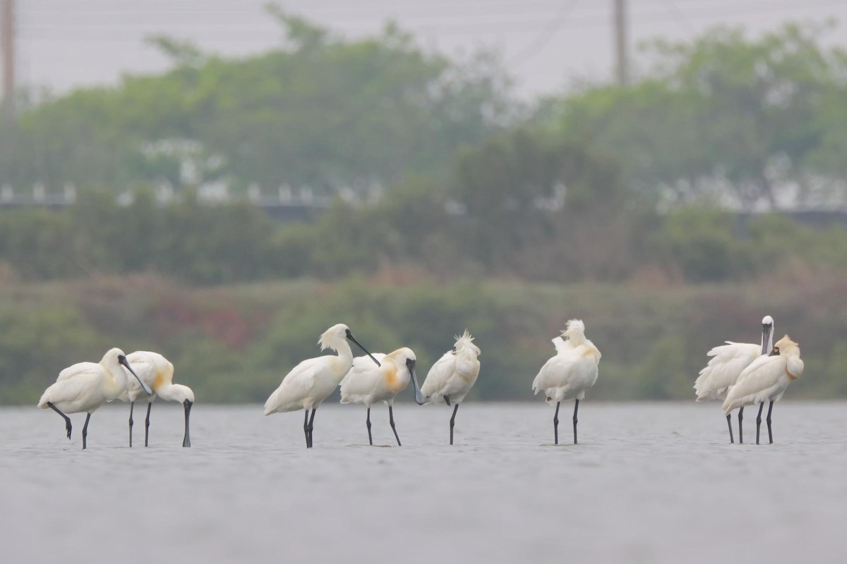 Black-faced Spoonbill - ML617112963