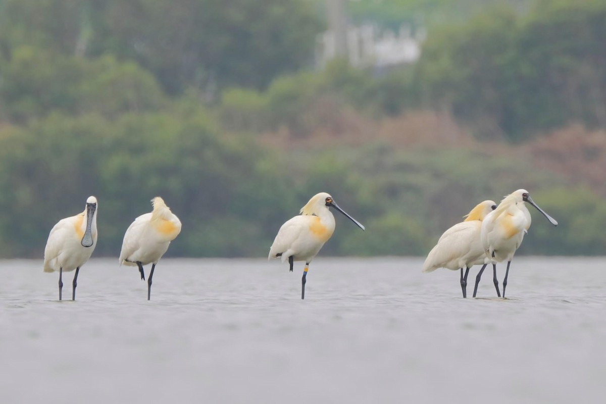 Black-faced Spoonbill - ML617112967