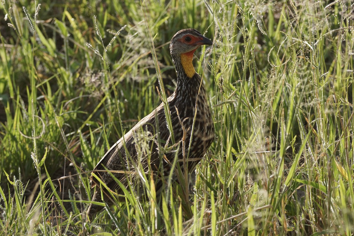 Francolin à cou jaune - ML617113001