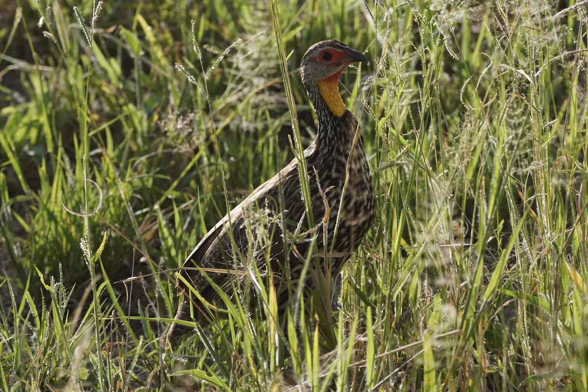 Francolin à cou jaune - ML617113002