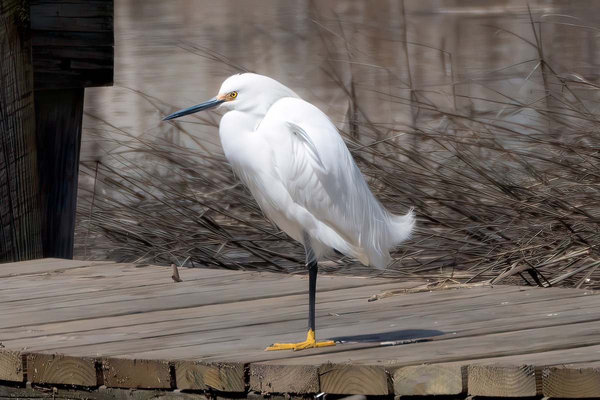 Snowy Egret - ML617113015