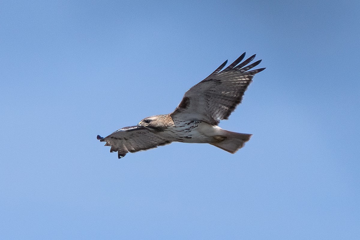 Red-tailed Hawk - ML617113021