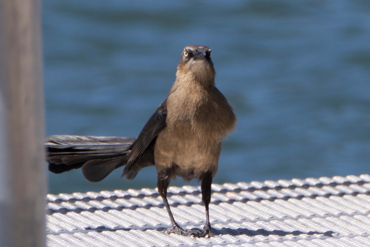 Great-tailed Grackle - Susan Elliott