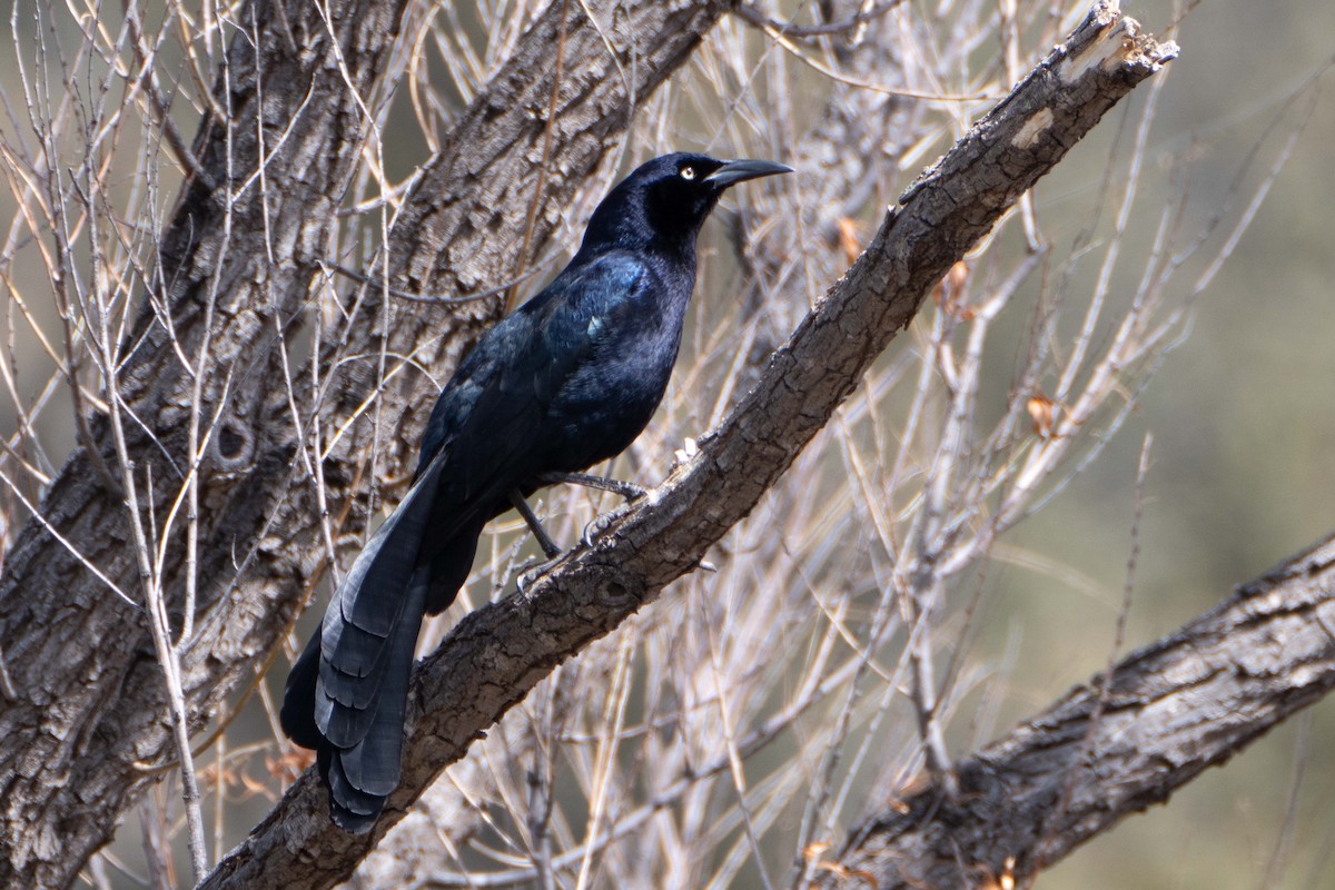 Great-tailed Grackle - Susan Elliott