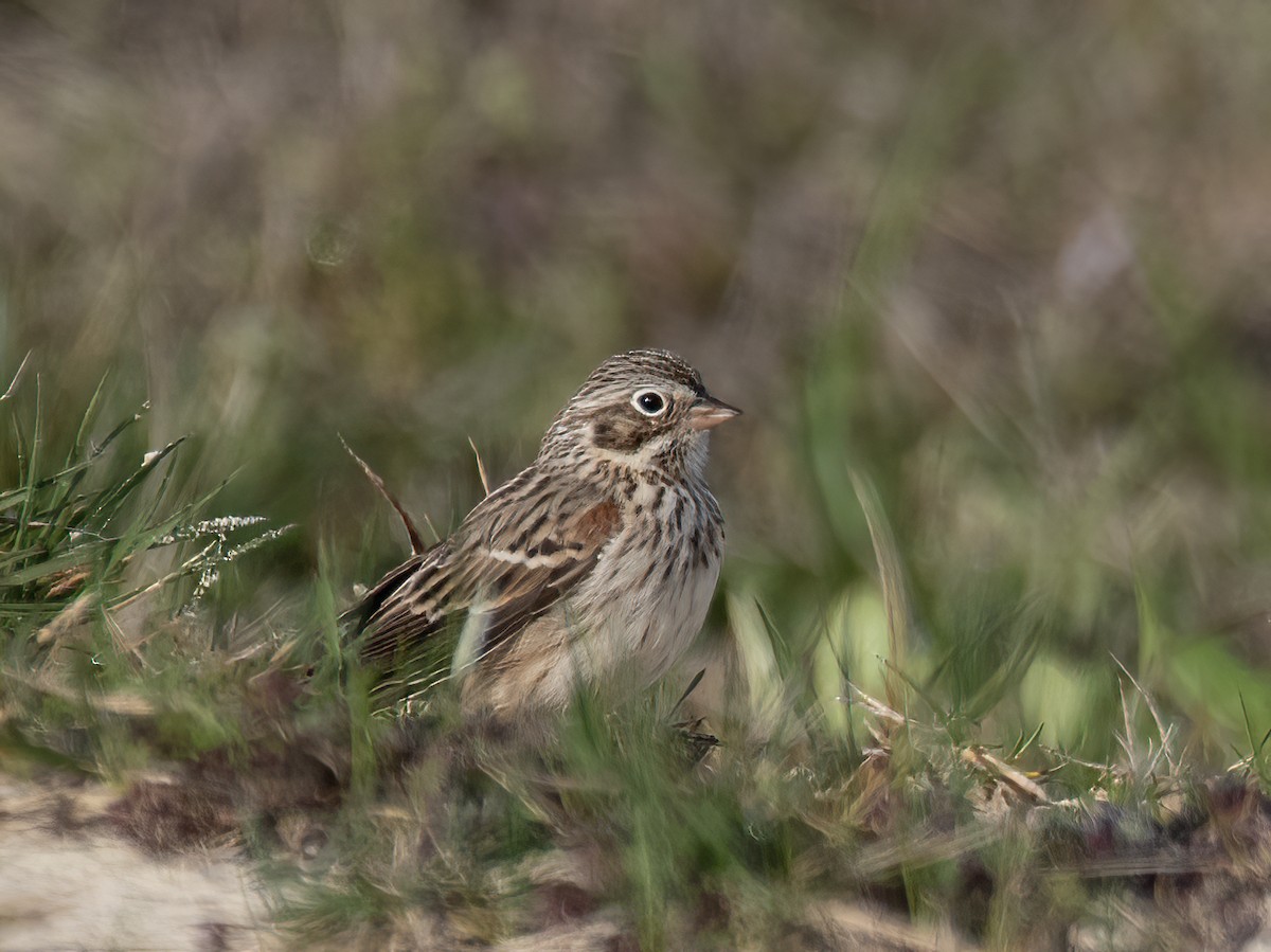 Vesper Sparrow - Wendy Crowe