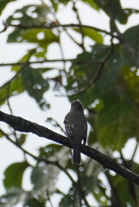 Western/Eastern Wood-Pewee - ML617113215