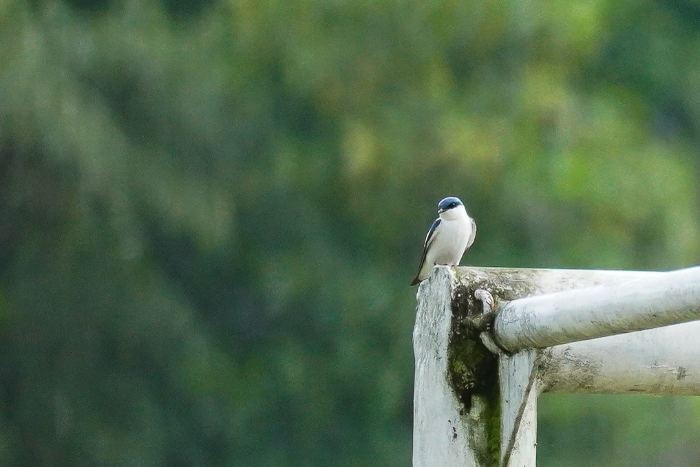White-winged Swallow - ML617113224