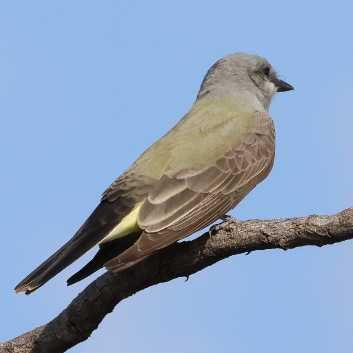 Western Kingbird - ML617113229