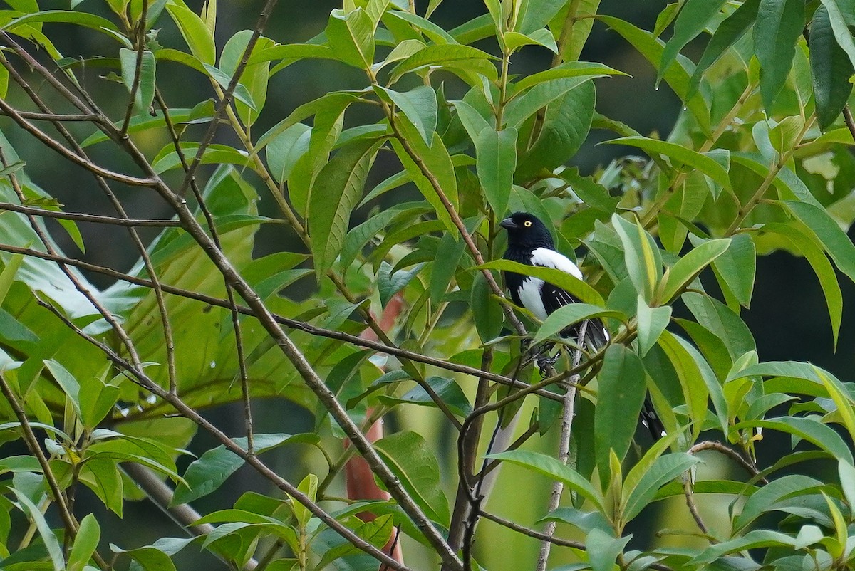 Magpie Tanager - ML617113300