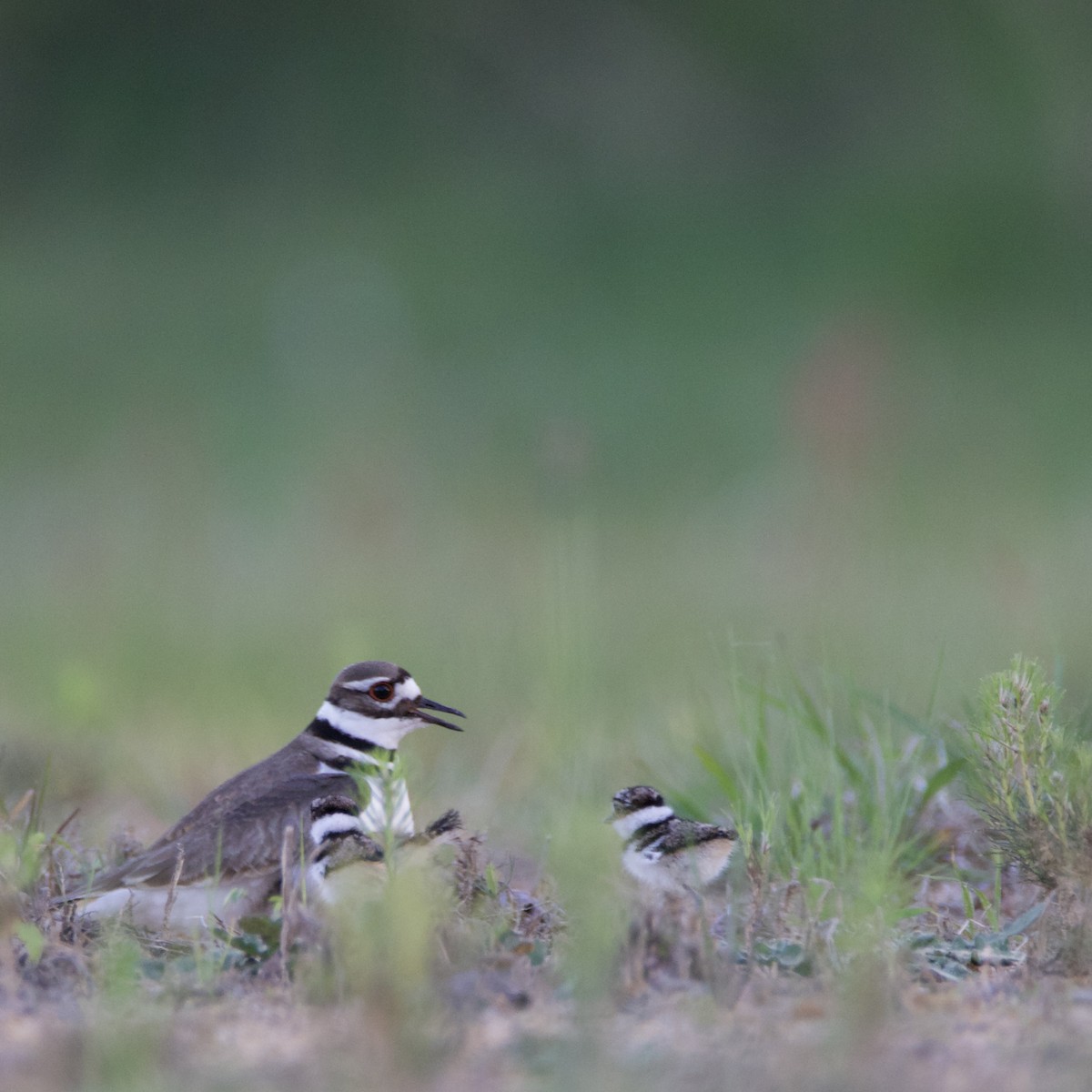 Killdeer - Rebecca Tatterson