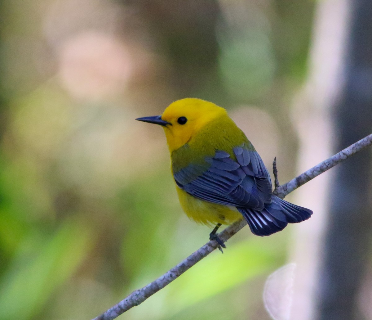 Prothonotary Warbler - Sam Cooper