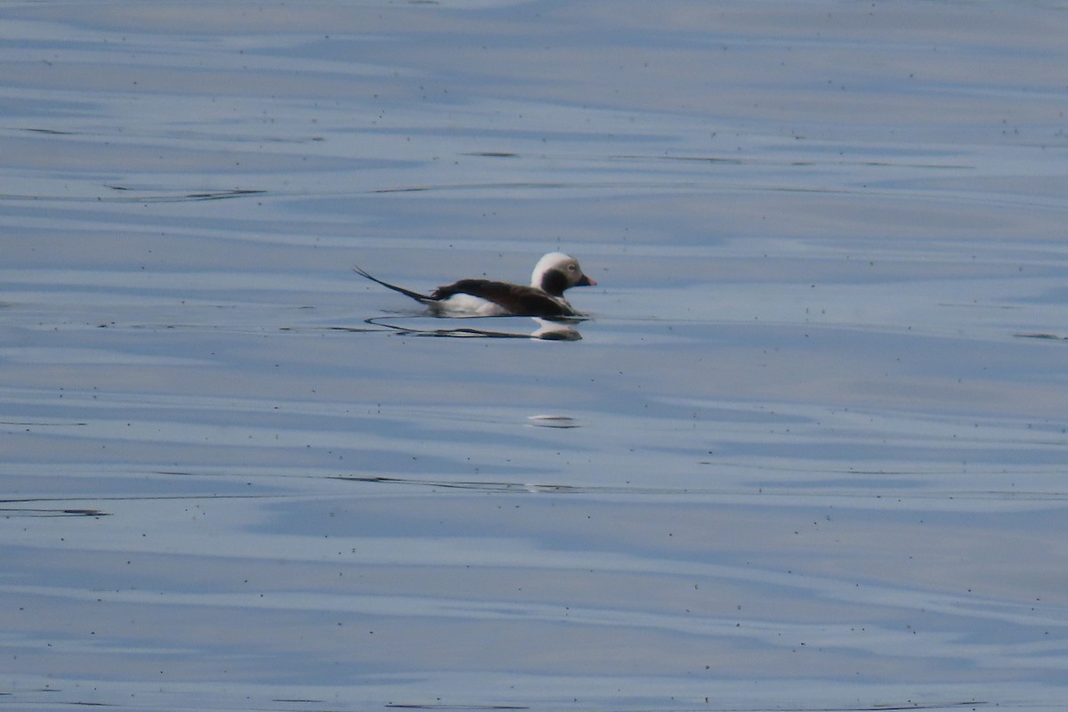 Long-tailed Duck - ML617113432