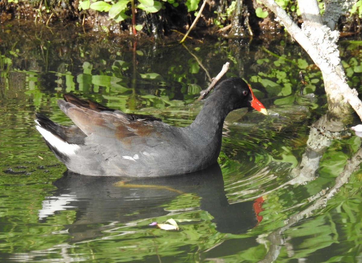 Common Gallinule - Leonardo Bordin