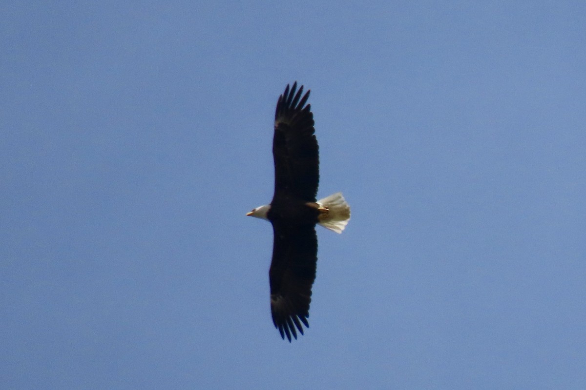 Bald Eagle - ML617113481