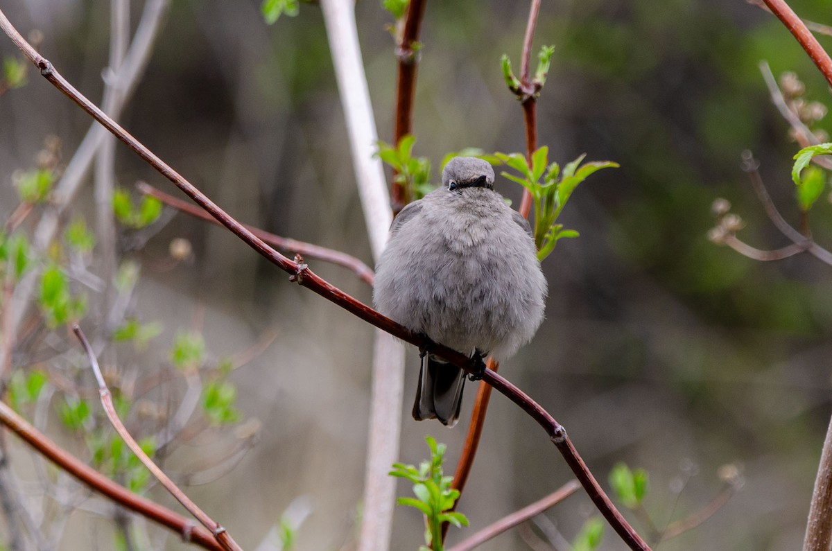 Townsend's Solitaire - ML617113482