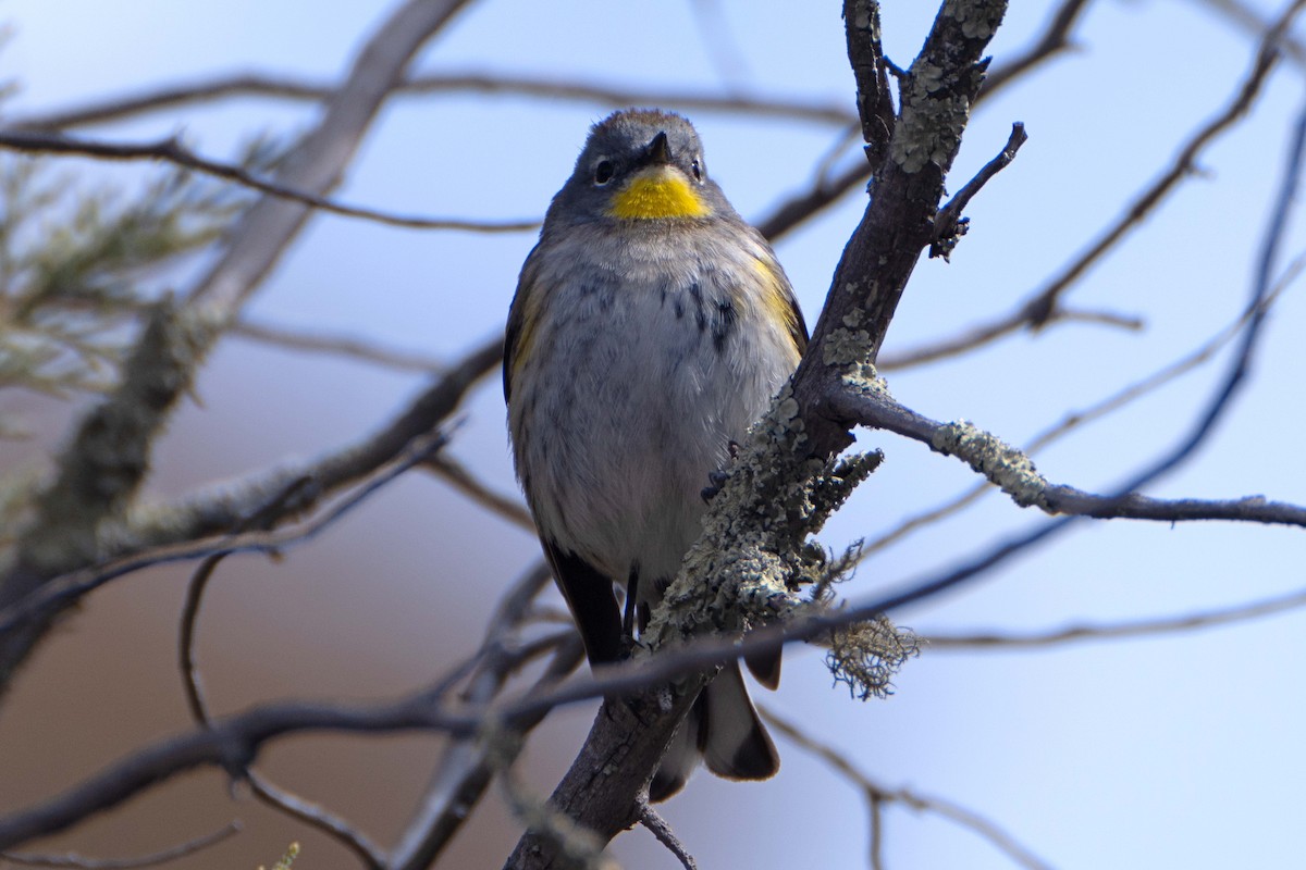 Yellow-rumped Warbler (Audubon's) - Susan Elliott