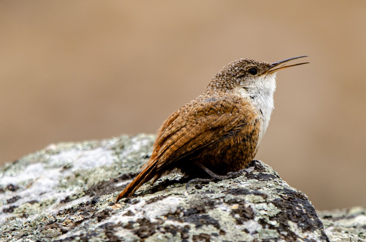 Canyon Wren - Alex Bodden