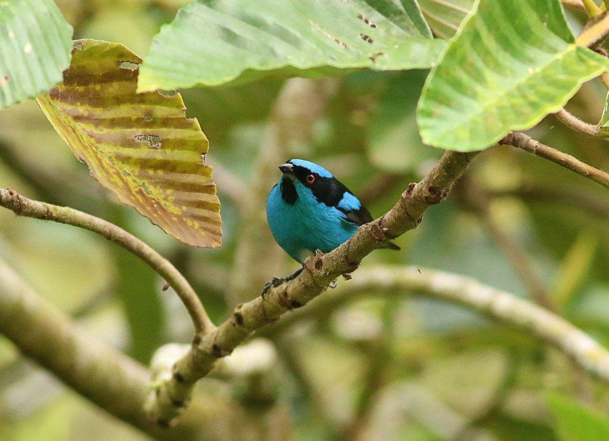 Turquoise Dacnis - ML617113494